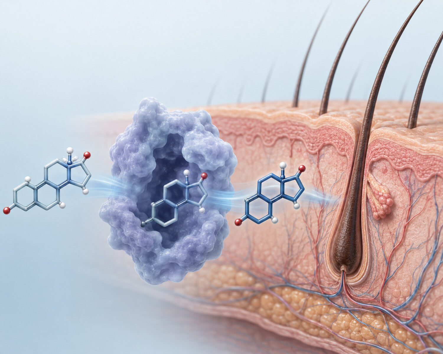 Medische illustratie van 5-alpha-reductase dat testosteron omzet in DHT bij haarzakjes